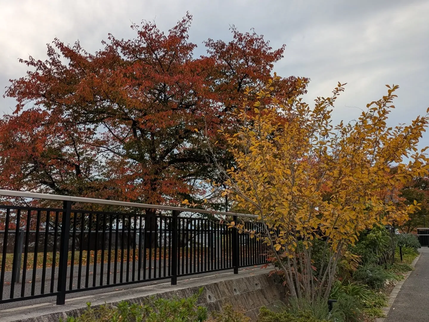 朝夕冷え込んできて紅葉も見頃になってきてますね🍁