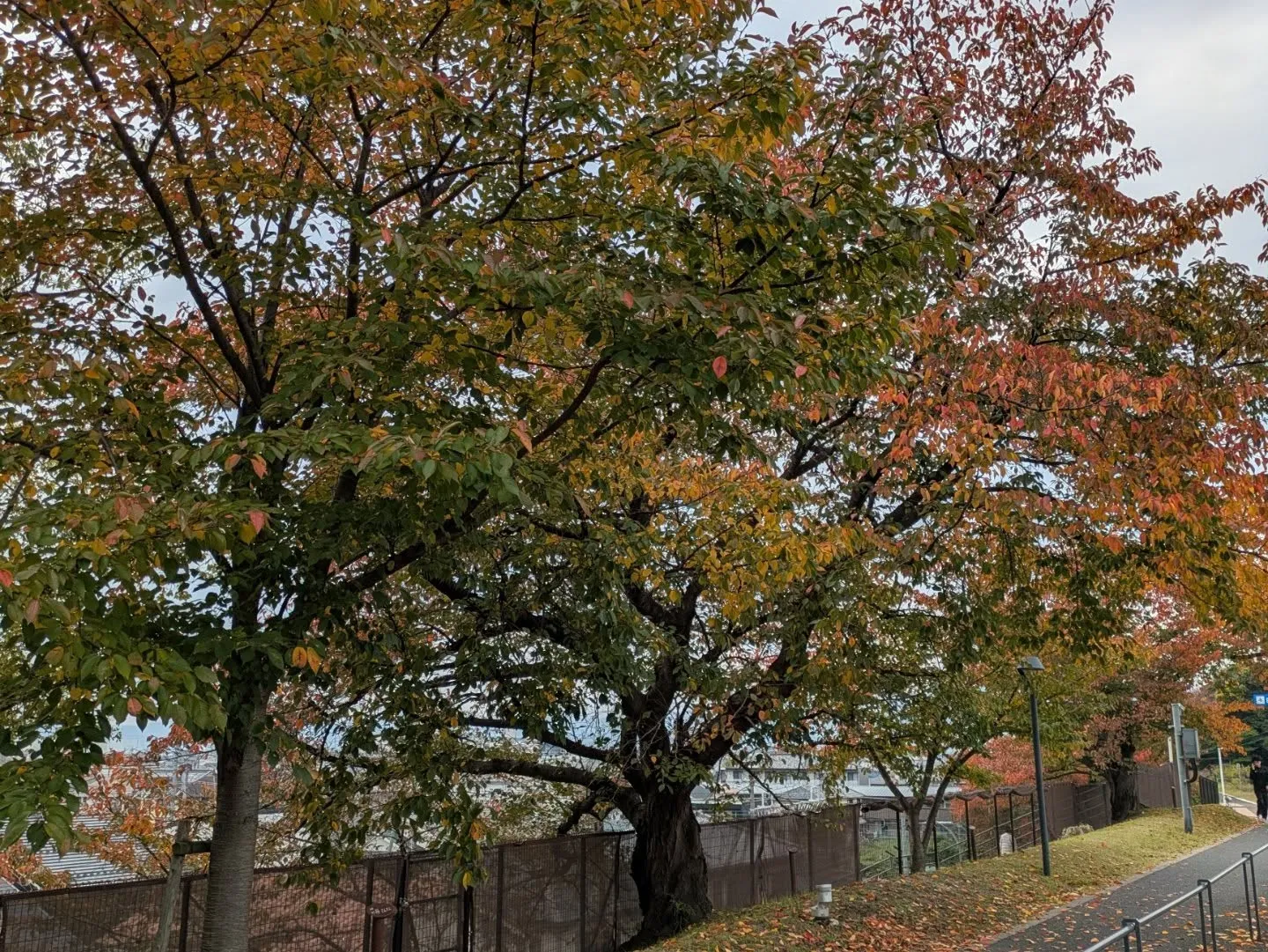 朝夕冷え込んできて紅葉も見頃になってきてますね🍁